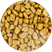 Fenugreek